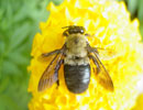 Những chú ong nhỏ bé có thể giúp con người chống lại ung thư.