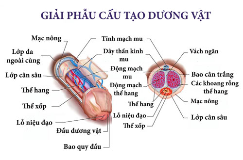 giai_phau_hoc_duong_vat