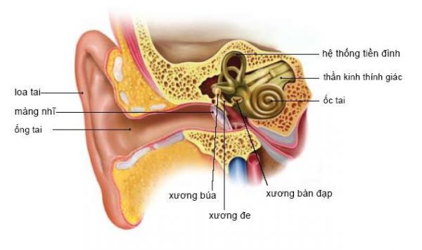 Hệ thống tiền đình ốc tai có chức năng giữ thăng bằng cho cơ thế